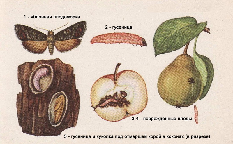 самые опасные насекомые вредители